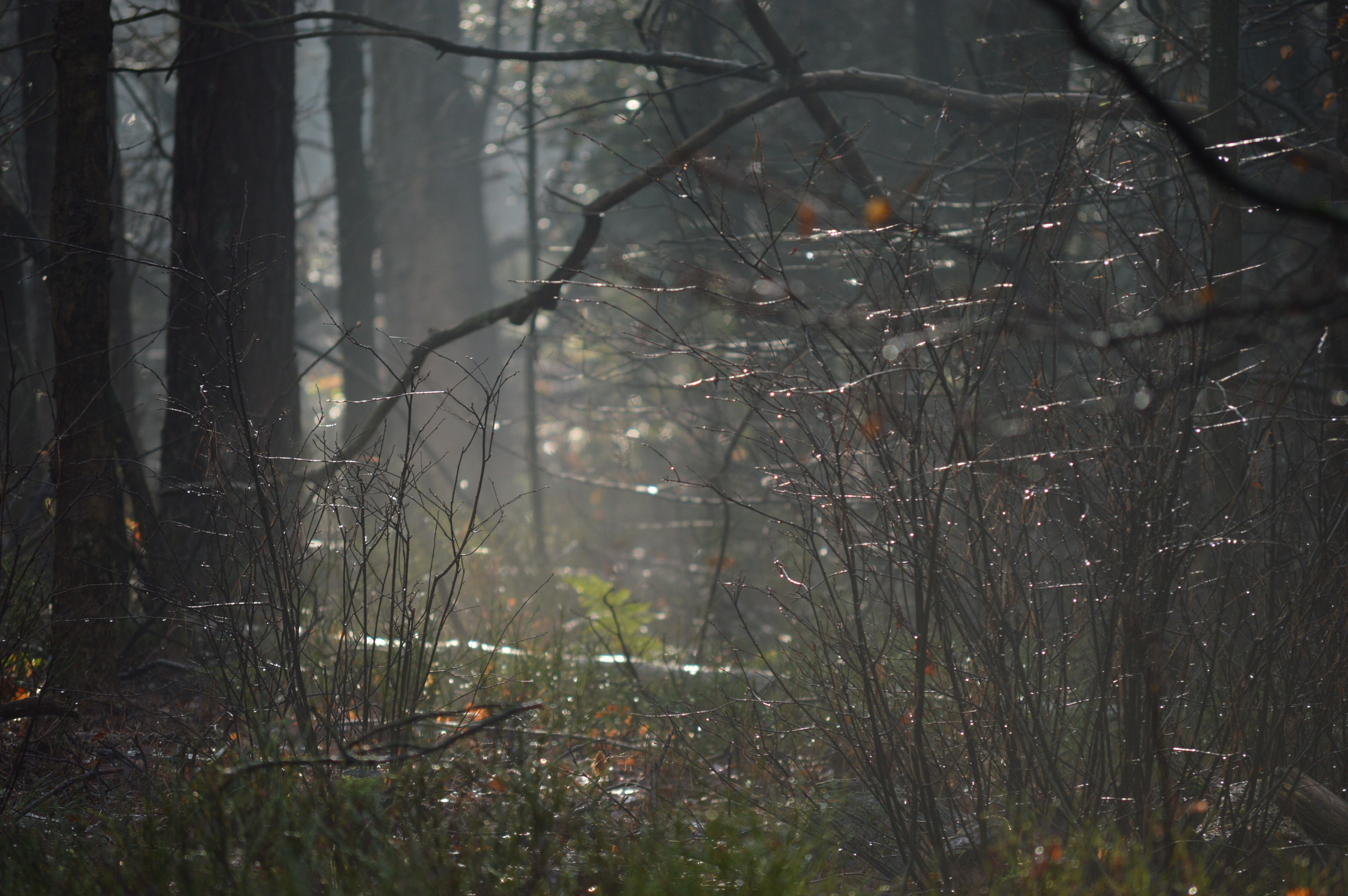 Bos-in-de-mist.jpeg
