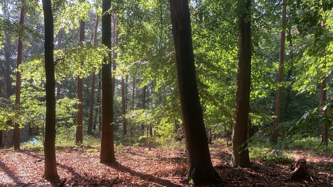 Bos-in-het-voorjaar.jpeg