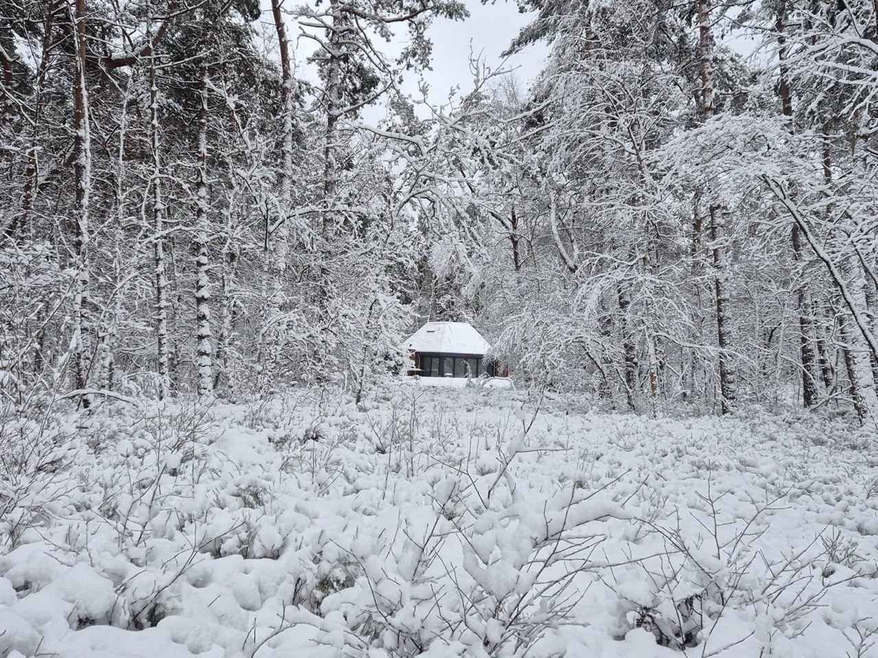 Bospolle-sneeuw.jpeg